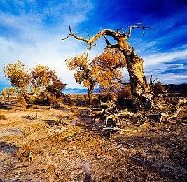 恐怖动漫风《雾雨飘零之森》将于2月8日更新中文 售价54元